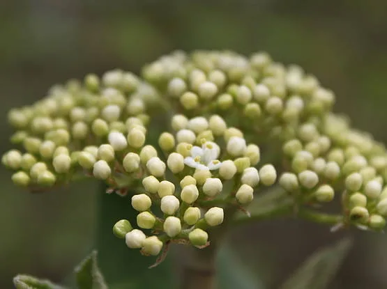 Knospende Doldenblüten