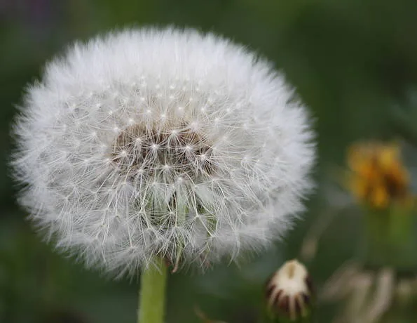 Pusteblume im Gras