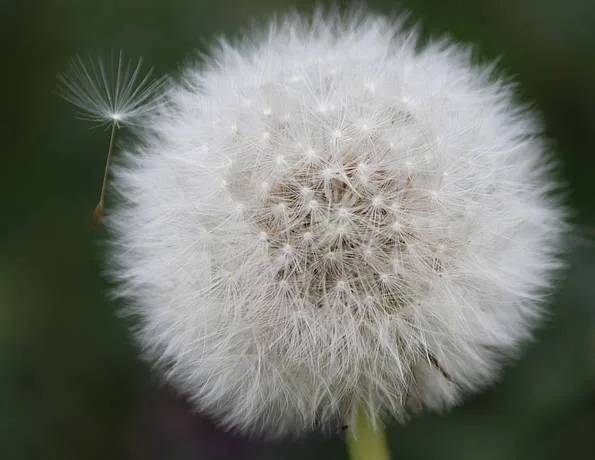 Pusteblume