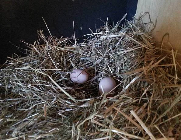 Eier in einem Nest