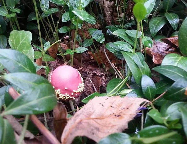 Rosafarbener Pilz zwischen Blättern