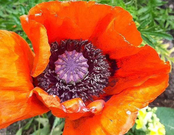 Rote Mohnblüte