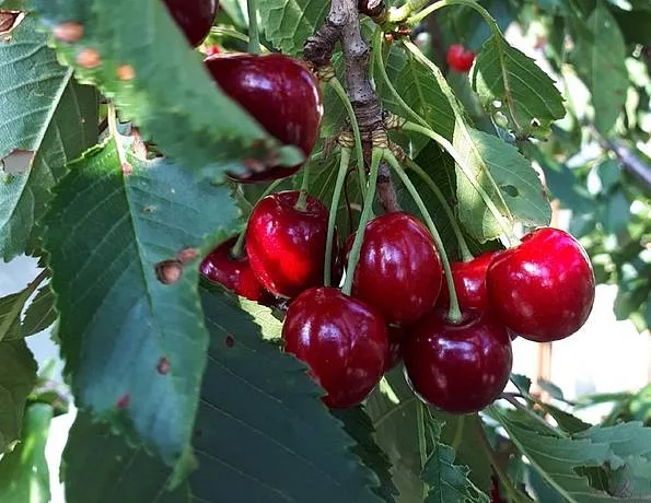 Reife Kirschen am Baum