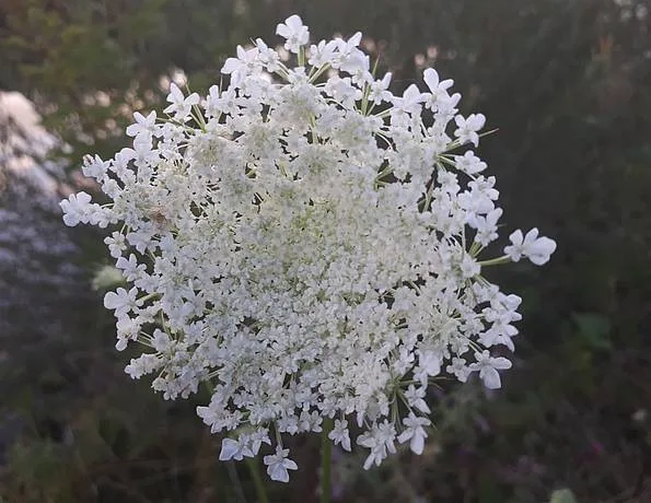 Blüte der Wilden Möhre